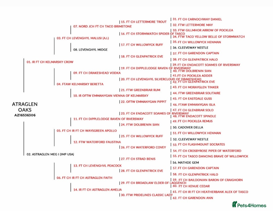 Labrador Retriever dogs for sale: 🌟🌟2 girls left black and yellow🌟🌟 - Image 3