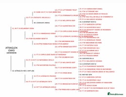 Labrador Retriever dogs - Advert 1