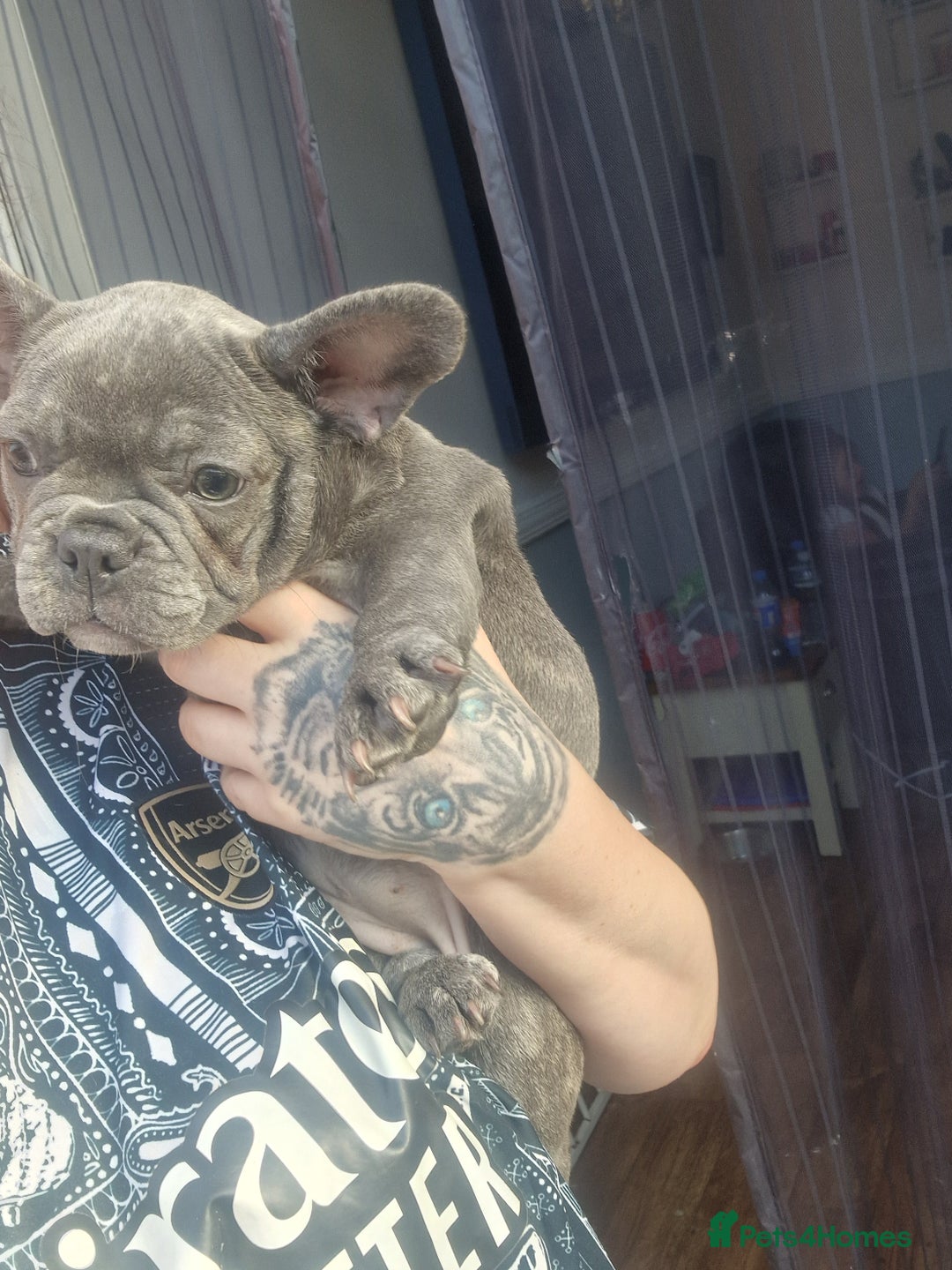 French Bulldog dogs for sale: Beautiful brindle french-bulldog girl left!  - Image 24