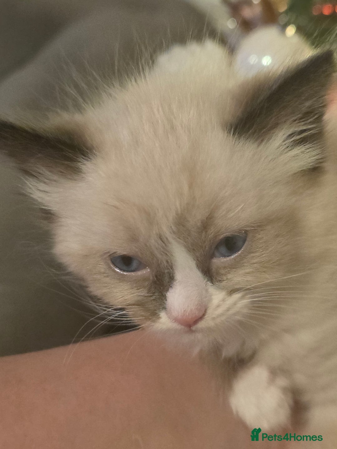 Ragdoll cats for sale: 4 pure ragdolls. 21st of Dec Reservation taken now - Advert 15