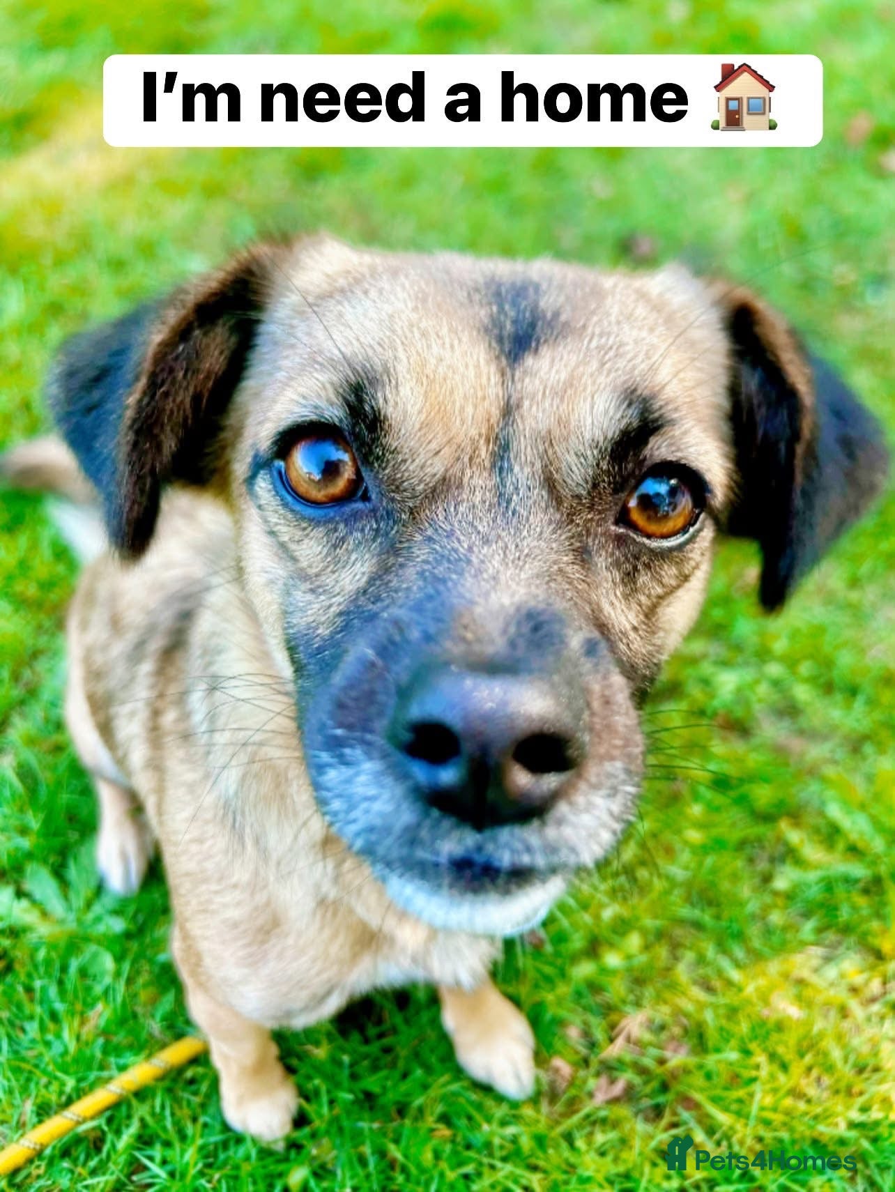 Mixed Breed dogs Meet Marlene  12 months old  6.5 kg Romanian mix  - Advert 2