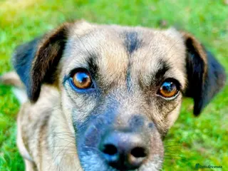 Mixed Breed dogs Meet Marlene 12 months old 6.5 kg Romanian mix - Advert 2