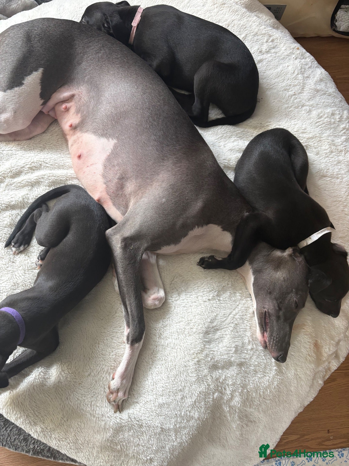 Whippet dogs KC reg Whippet Puppy 🐶  - Advert 1