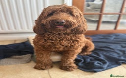 Australian Labradoodle dogs for sale: Australian Labradoodles RED&WHITE - Waiting list  - Image 17
