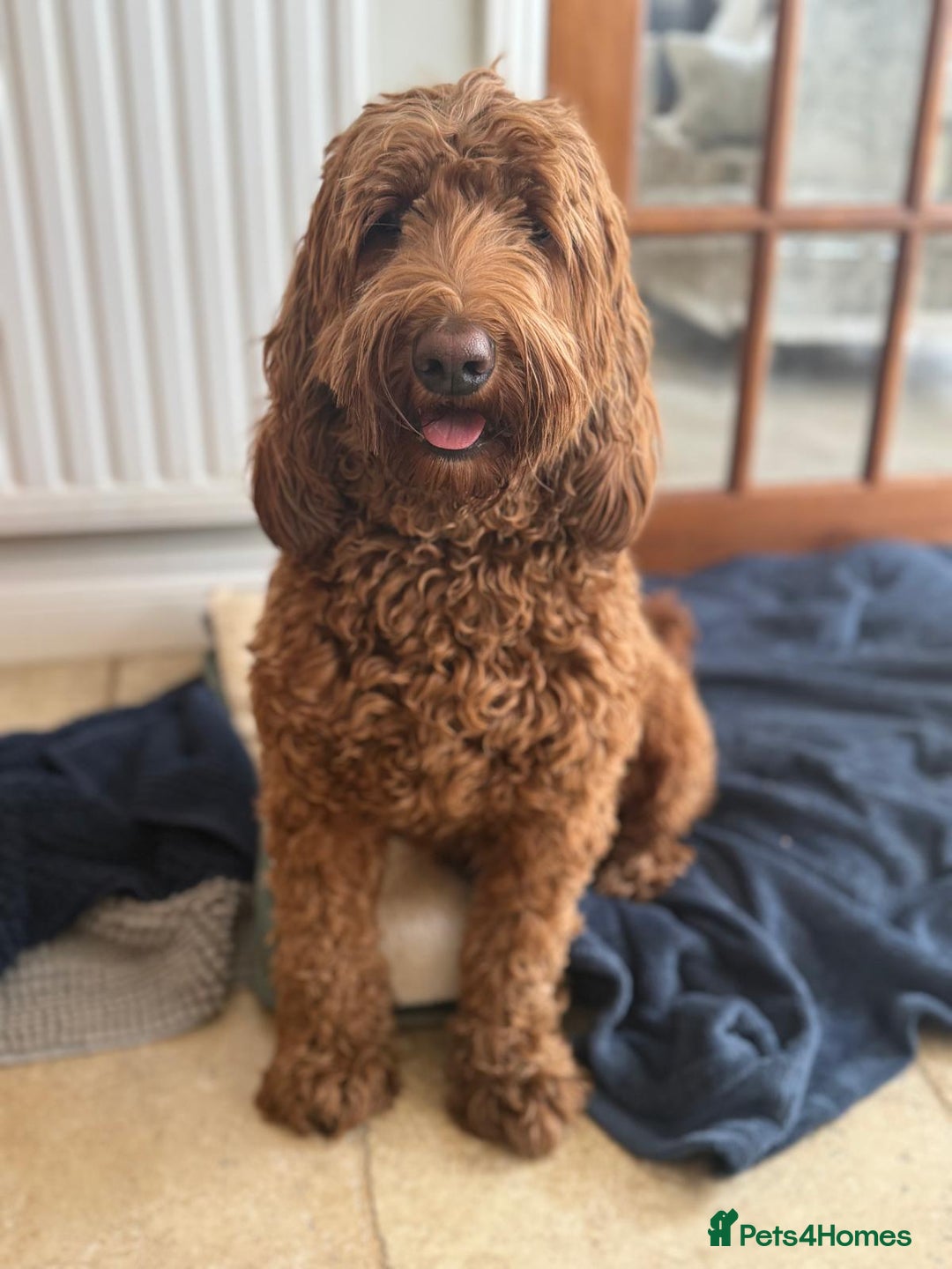 Australian Labradoodle dogs for sale: Australian Labradoodles RED&WHITE - Waiting list  - Image 17