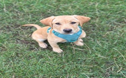 Labrador Retriever dogs for sale: Koda and Meave  - Image 2