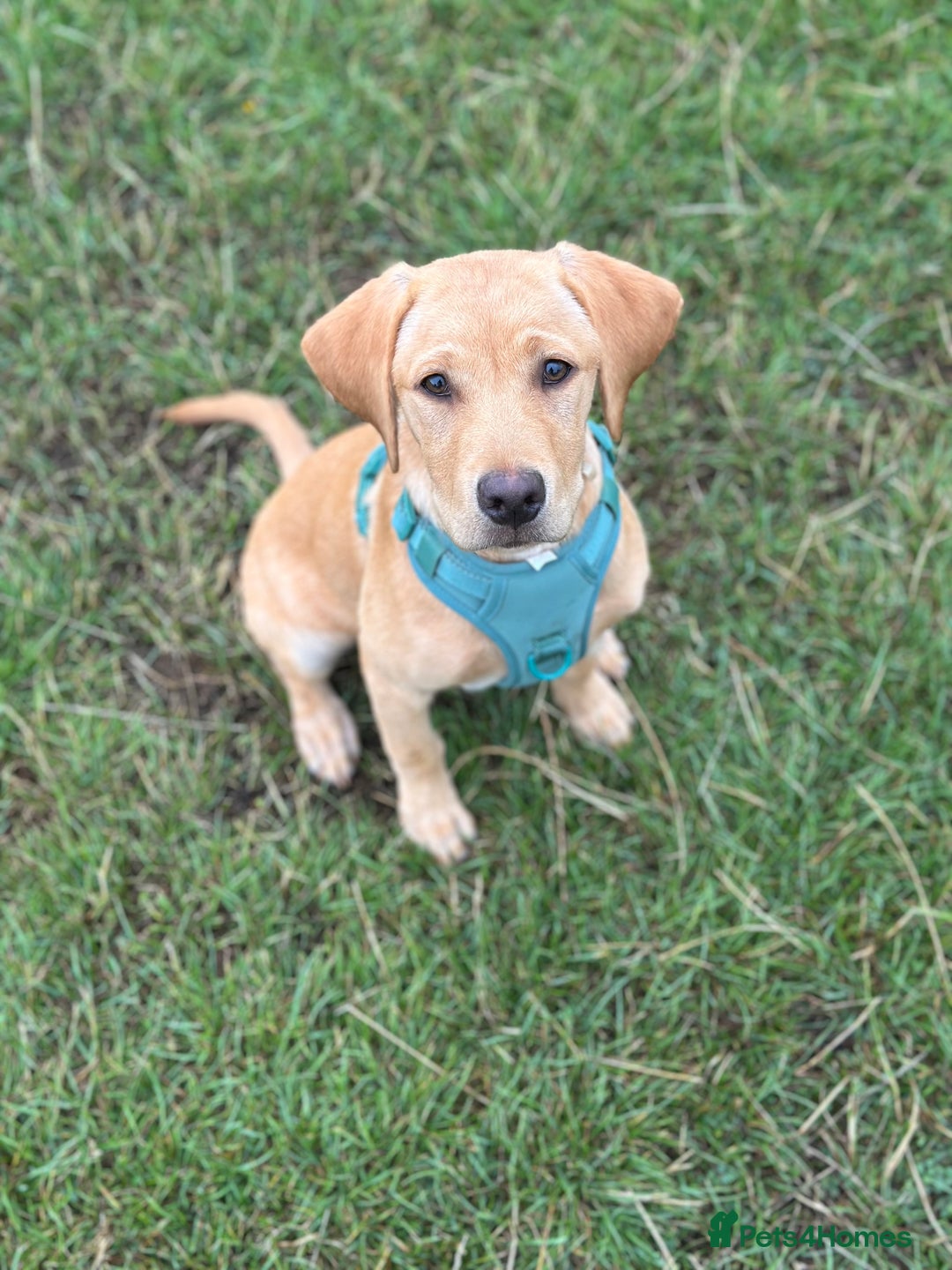 Labrador Retriever dogs for sale: Koda and Meave  - Image 2