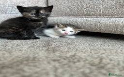 Mixed Breed cats for sale: 7 beautiful kittens ready for a loving home - Image 9