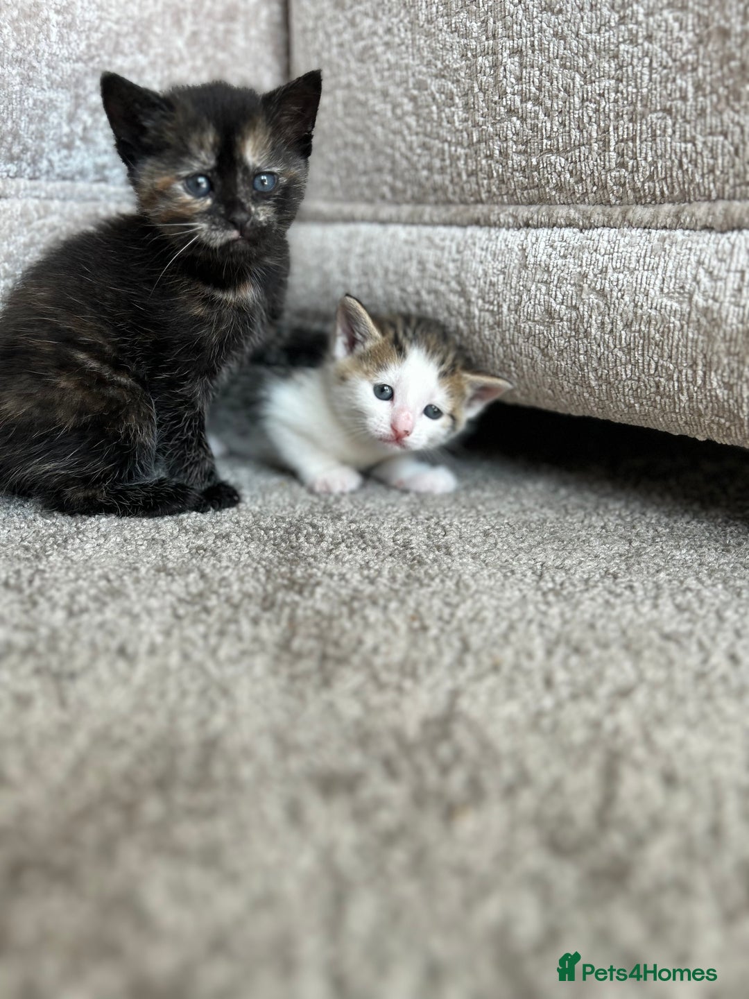 Mixed Breed cats for sale: 7 beautiful kittens ready for a loving home - Image 9