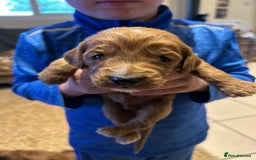 Cockapoo dogs for sale: Cockapoos puppies  - Image 6