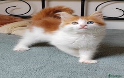 Mixed Breed cats for sale: Kittens with Mittens!! Unique Maine Coon x  - Image 10