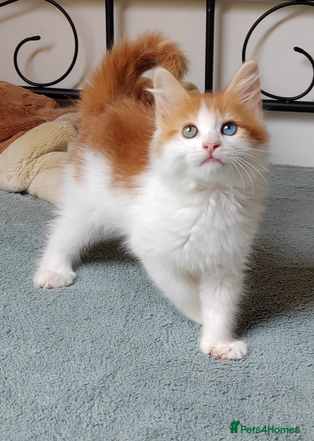 Mixed Breed cats for sale: Kittens with Mittens!! Unique Maine Coon x  - Image 10