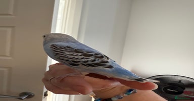 Budgerigars birds - Advert 2