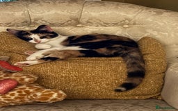 Domestic Shorthair cats for sale: Heartbreakingly a marriage breakup forces rehome - Image 10