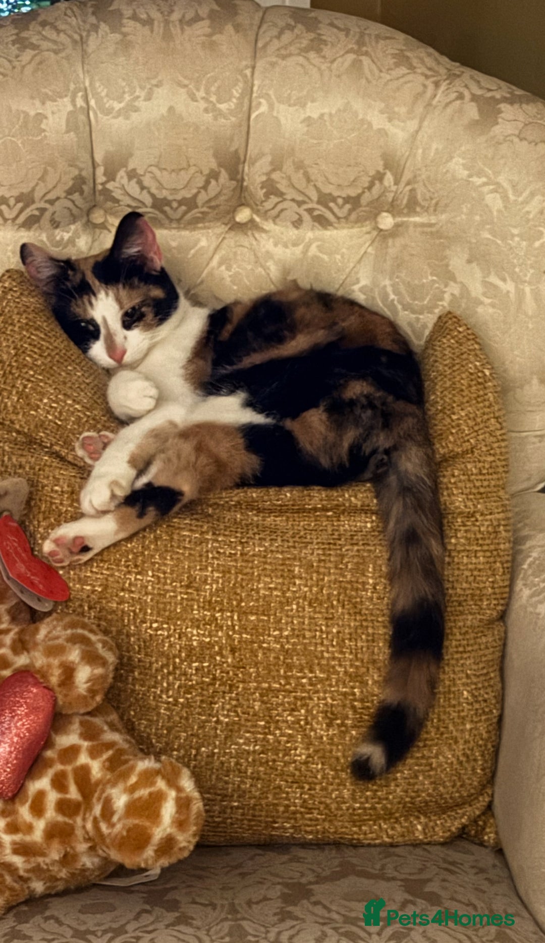 Domestic Shorthair cats for sale: Heartbreakingly a marriage breakup forces rehome - Image 10