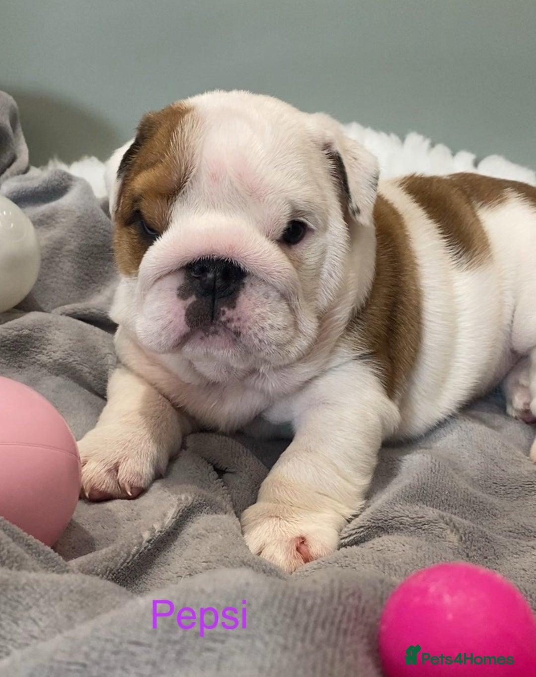English Bulldog dogs for sale: Beautiful KC female puppy available  - Image 8