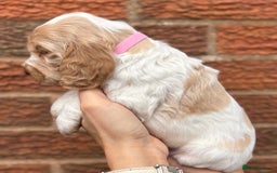 Cocker Spaniel dogs for sale: KC Reg Show Cocker Rizi Bizi bloodline Puppies - Image 3
