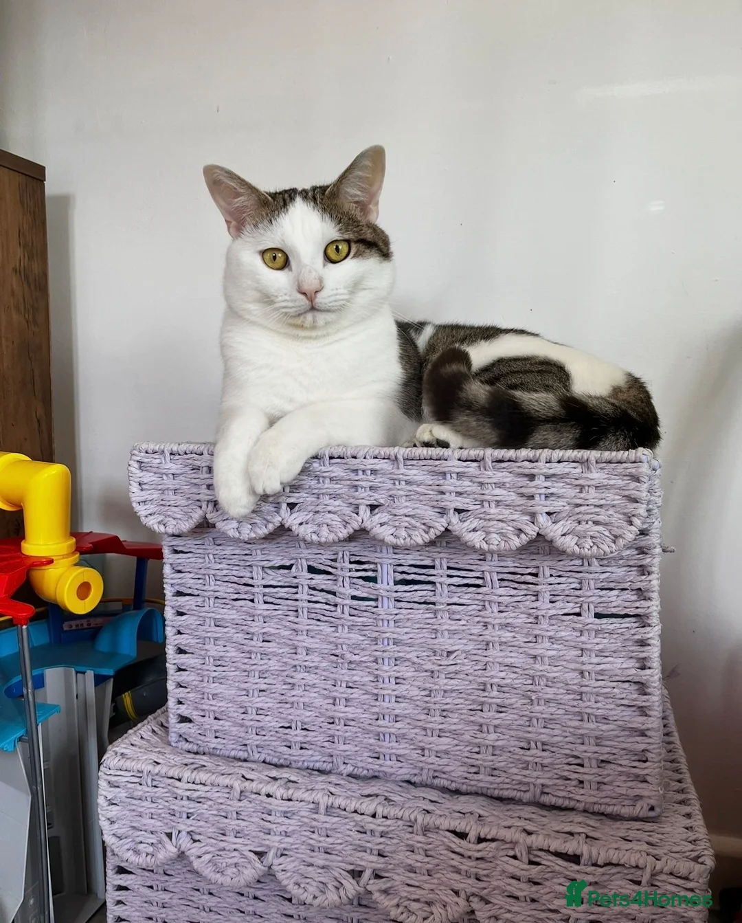 Mixed Breed cats for sale: Male older kitten for sale - Advert 2