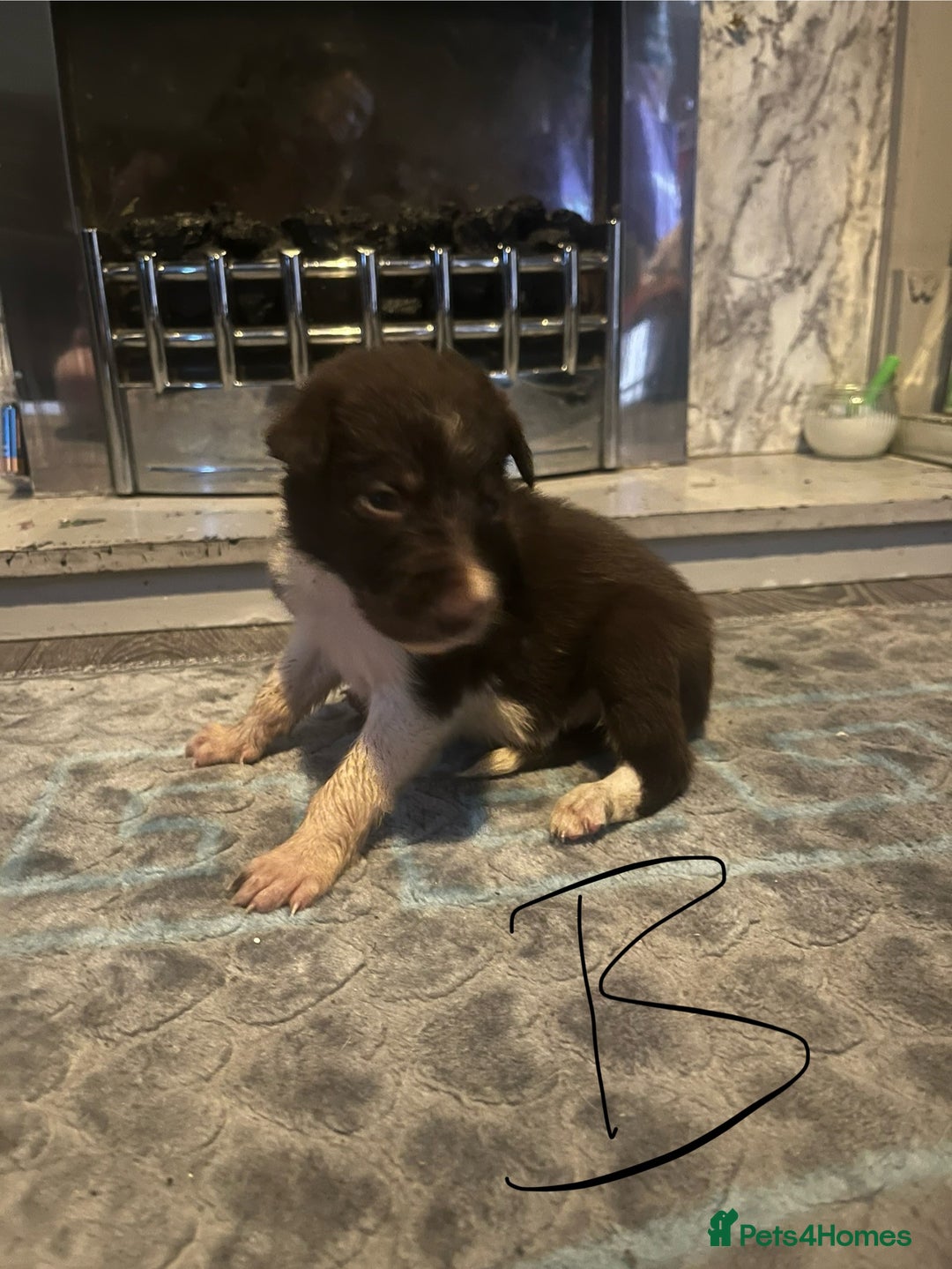 Border Collie dogs for sale: Border collie puppies - Image 27
