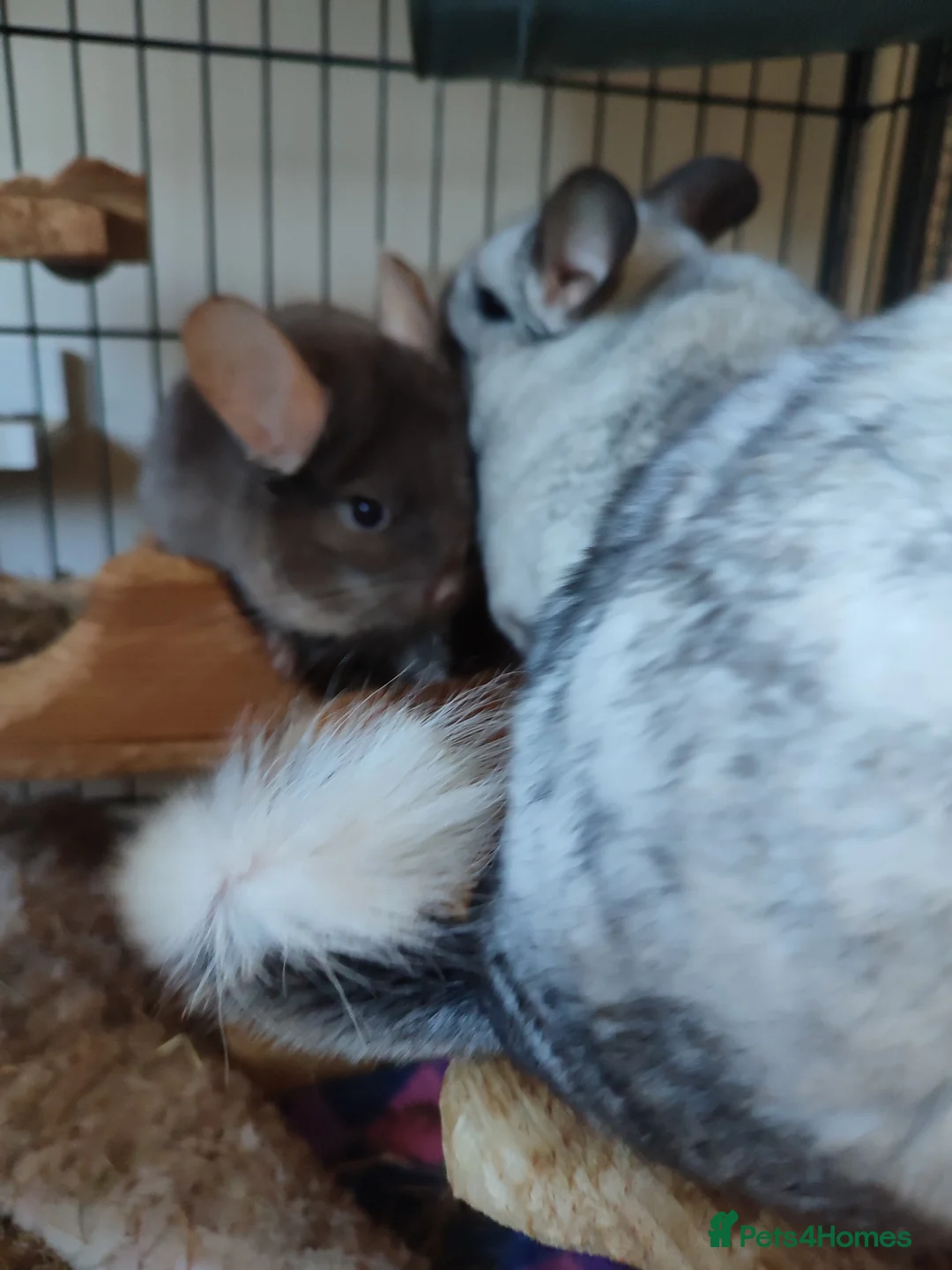 Chinchilla rodents for sale: Male chinchillas for sale  - Advert 5