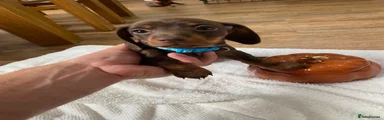 Miniature Dachshund 1