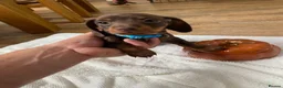 Miniature Dachshund dogs for sale: 6 beautiful miniature dachshunds for sale  - Advert 3