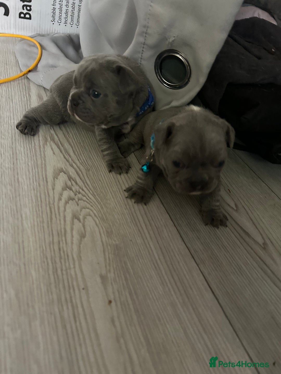 French Bulldog dogs for sale: French bulldog puppies - Image 4