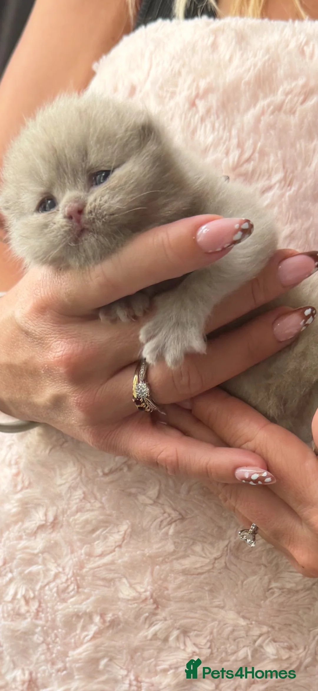 British Longhair cats for sale: BEAUTIFUL BRITISH LONG-HAIRED BABIES FOR SALE - Advert 17
