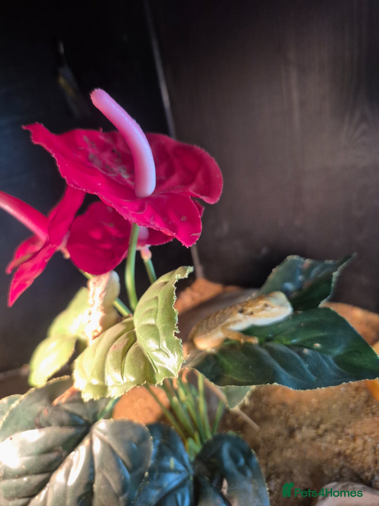 Bearded Dragon reptiles Bearded dragon  - Advert 1