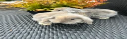 Mini Lop rabbits for sale: mini lops looking for their forever home £70 - Advert 3