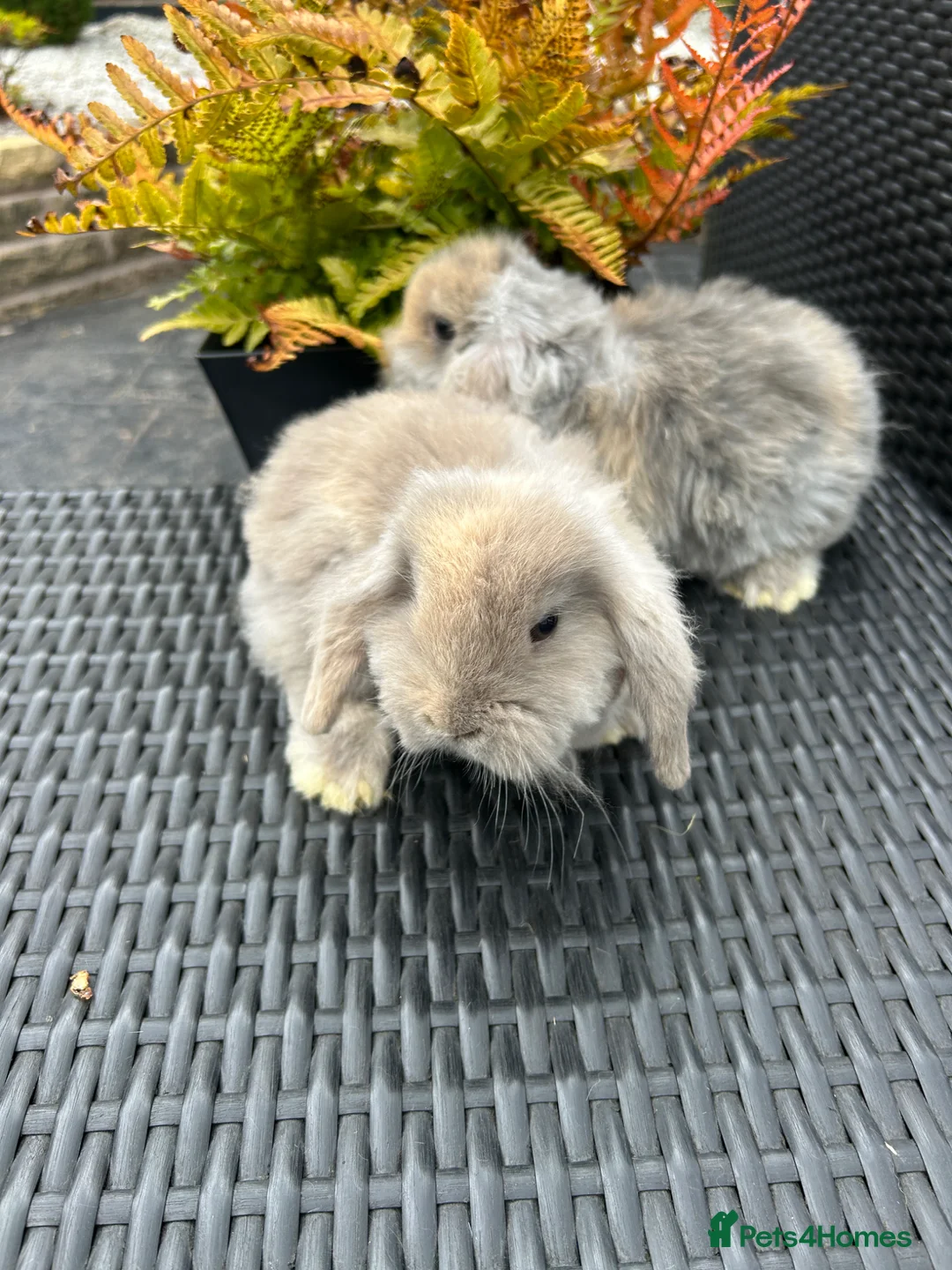 Mini Lop rabbits for sale: Baby mini lops looking for their forever home £85 - Advert 10