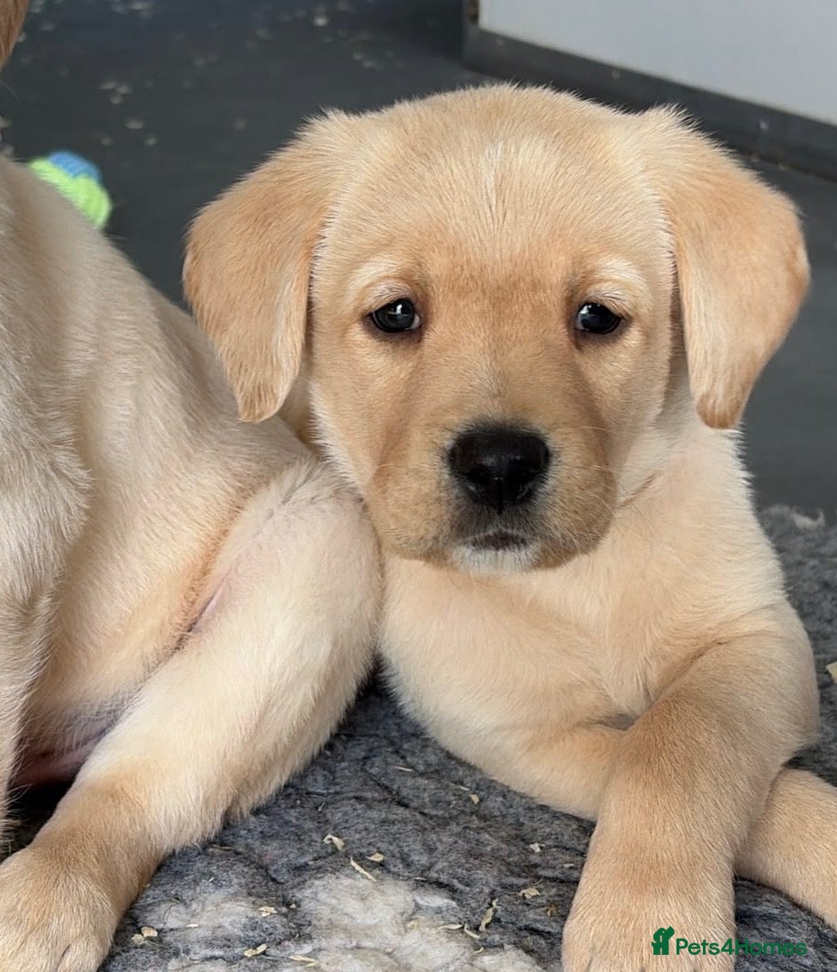 Labrador Retriever dogs Yellow Labradors puppies ⭐️⭐️⭐️⭐️⭐️ breeder - Advert 1