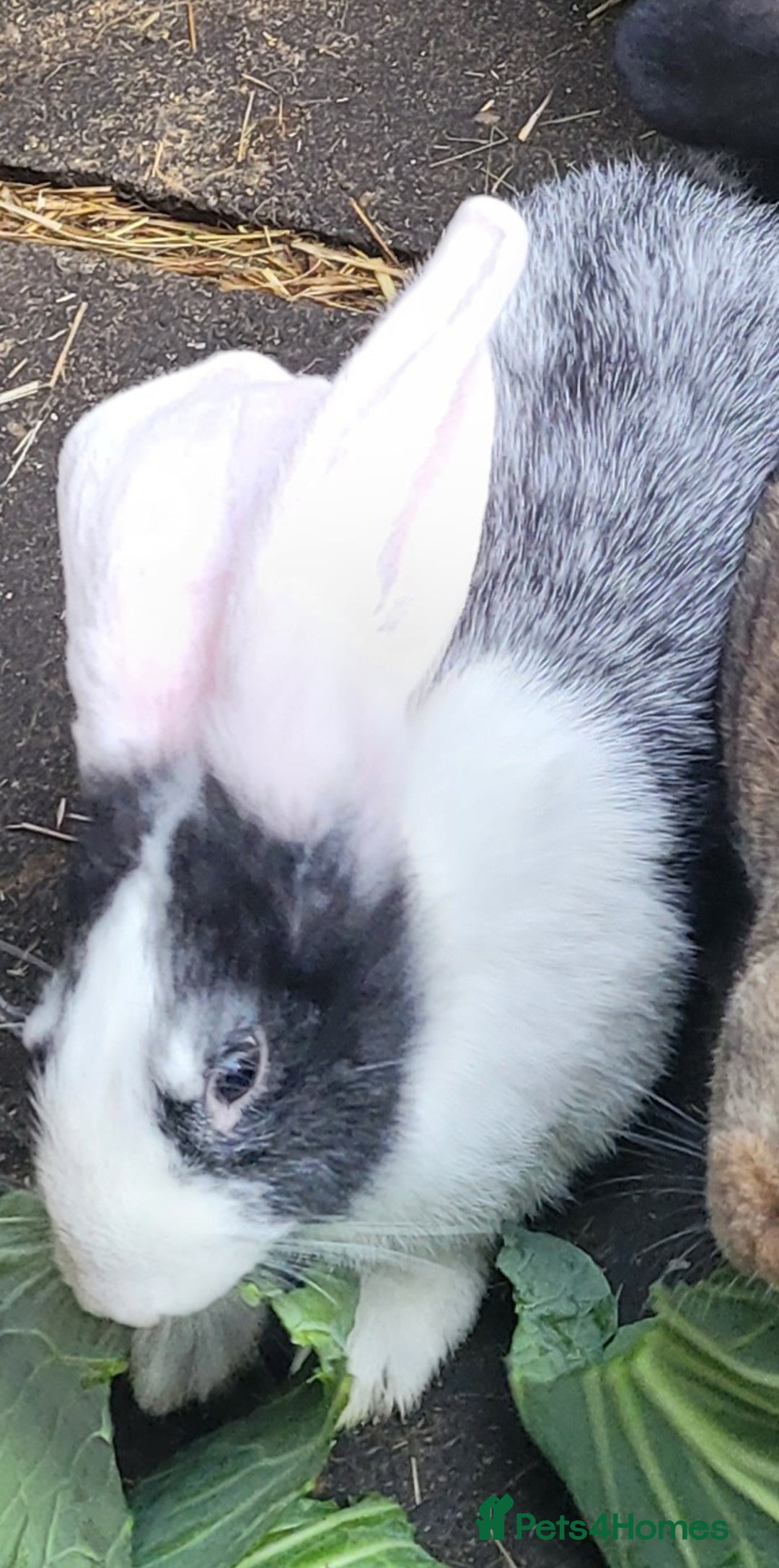Continental Giant rabbits for sale: Giant rabbits  - Image 3