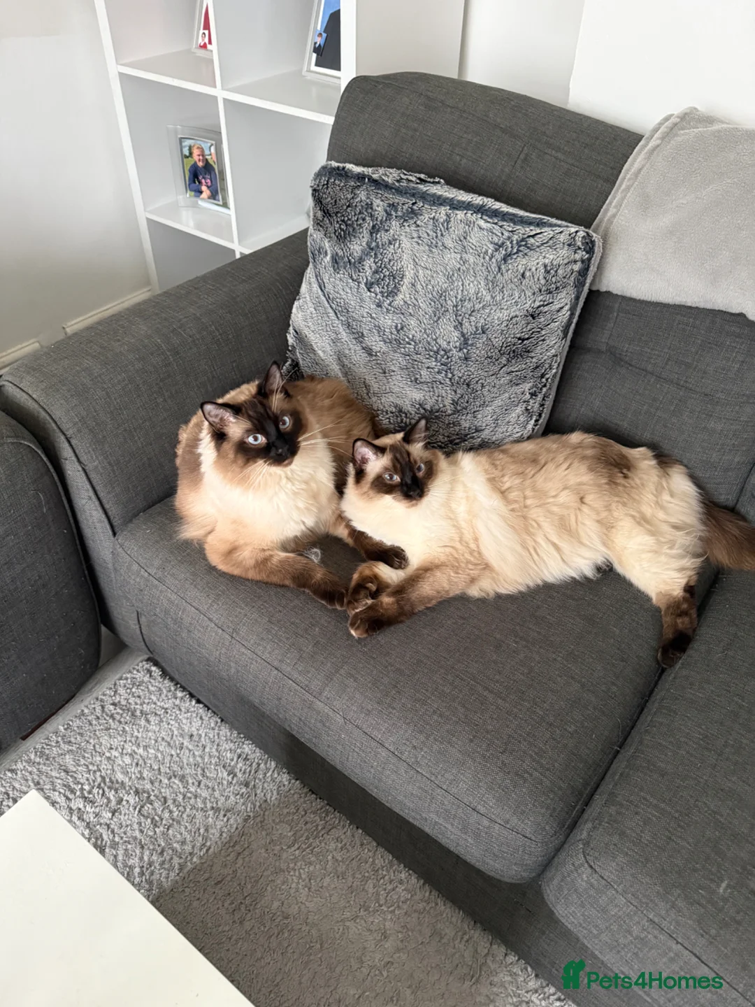 Ragdoll cats for sale: Stunning 18month old brother MUST BE KEPT TOGETHER in Orpington - Advert 2