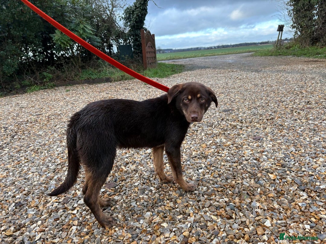 Mixed Breed dogs for adoption: Bruno - Norwich Norfolk  - Advert 5