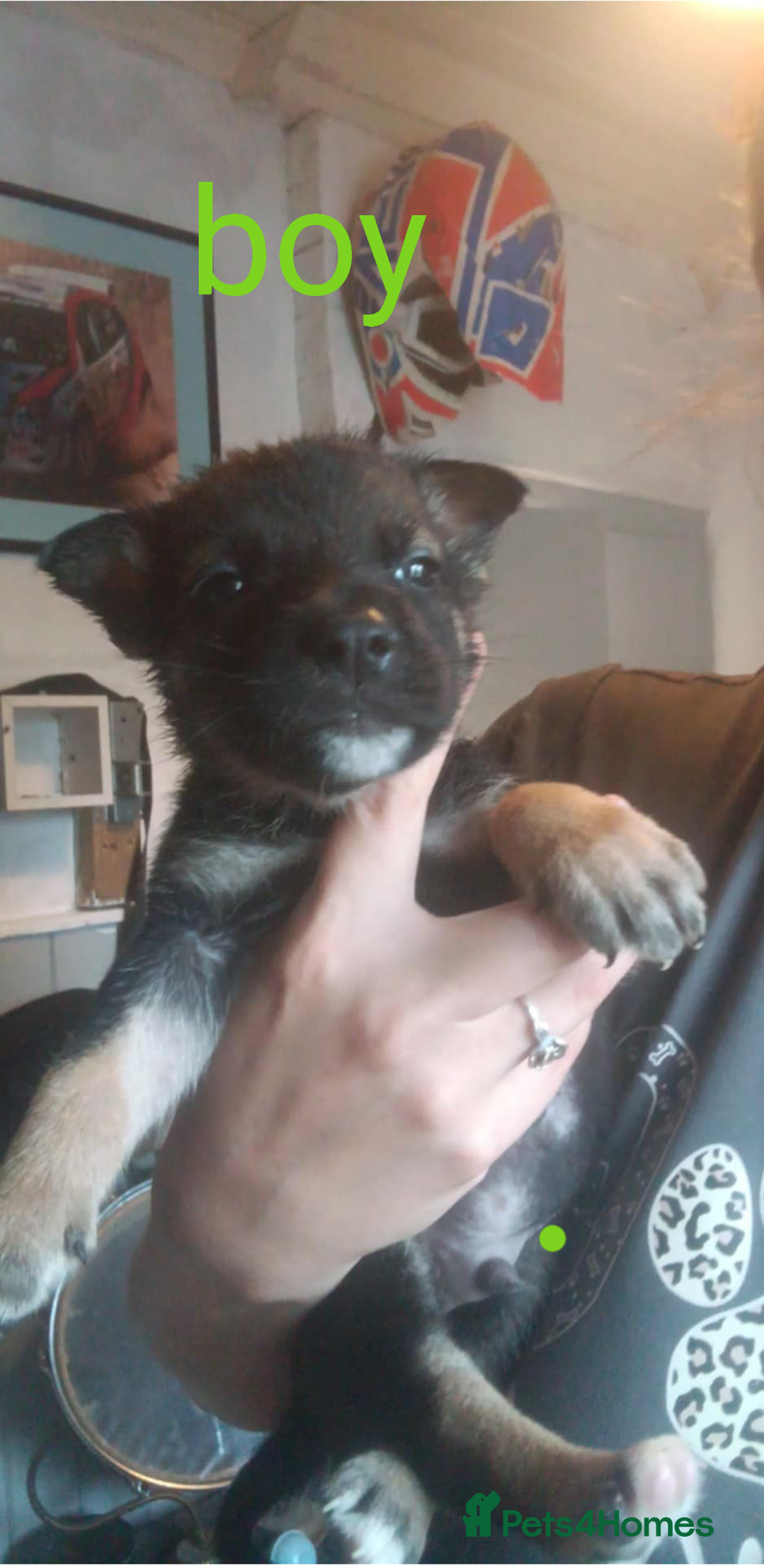 Mixed Breed dogs for sale: Gorgeous German shepherd x puppies  - Image 7