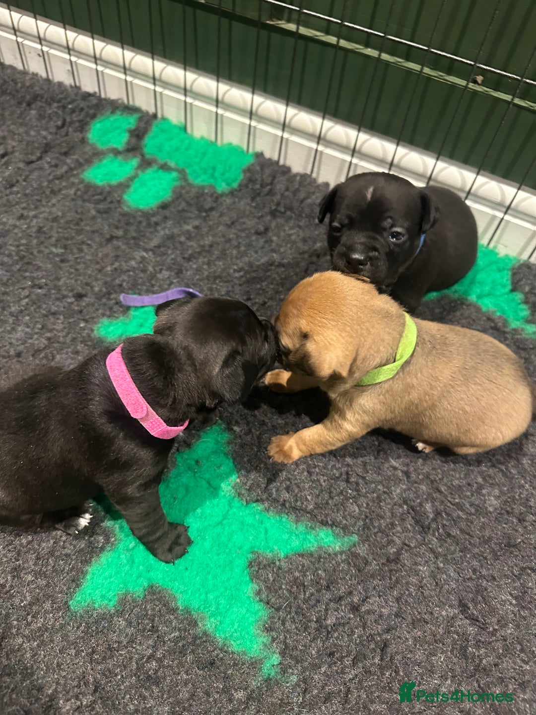 Mixed Breed dogs for sale: Deposits taken on all dogs  - Advert 8