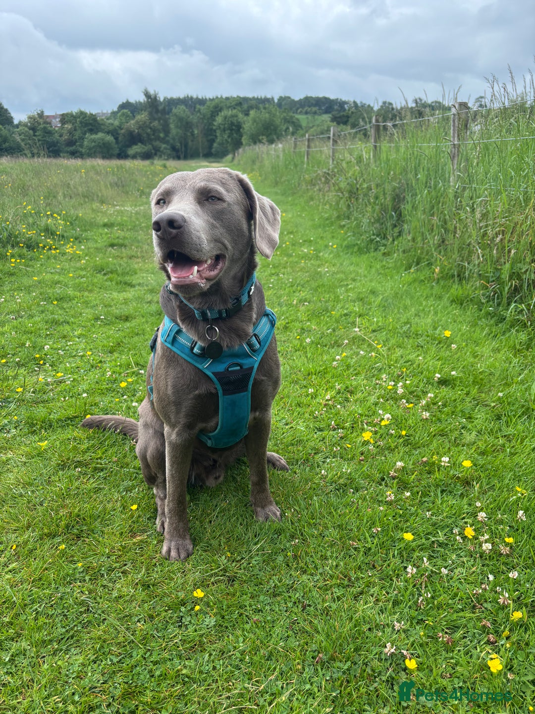 Labrador Retriever dogs for stud: Silver Labrador Stud - Image 5