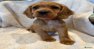 Cocker Spaniel dogs - Advert 8