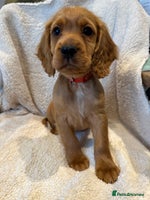 Cocker Spaniel dogs - Advert 8