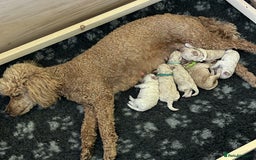 Miniature Poodle dogs for sale: Bred for temperament , health and quality. - Image 5