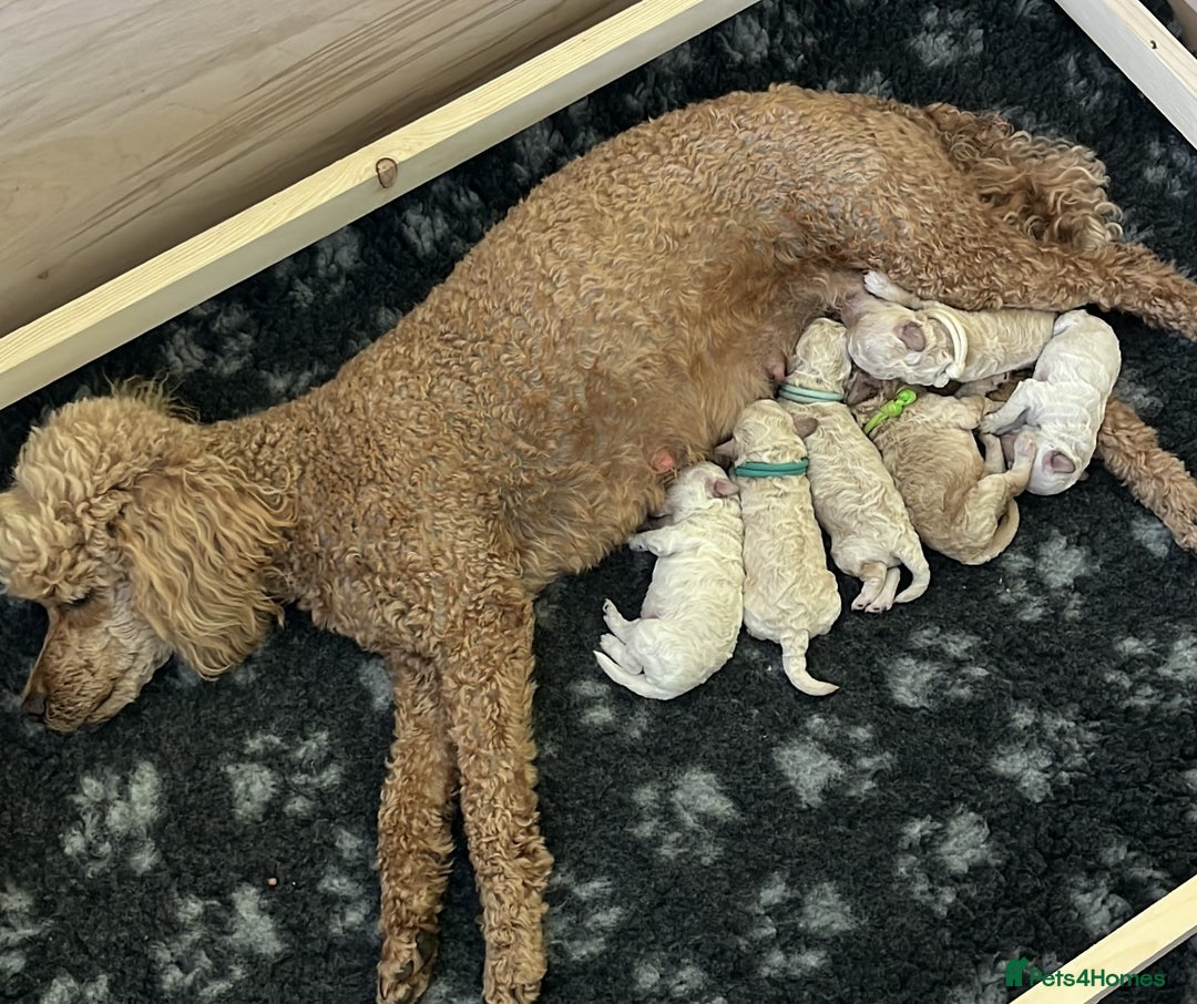 Miniature Poodle dogs for sale: Bred for temperament , health and quality. - Image 5