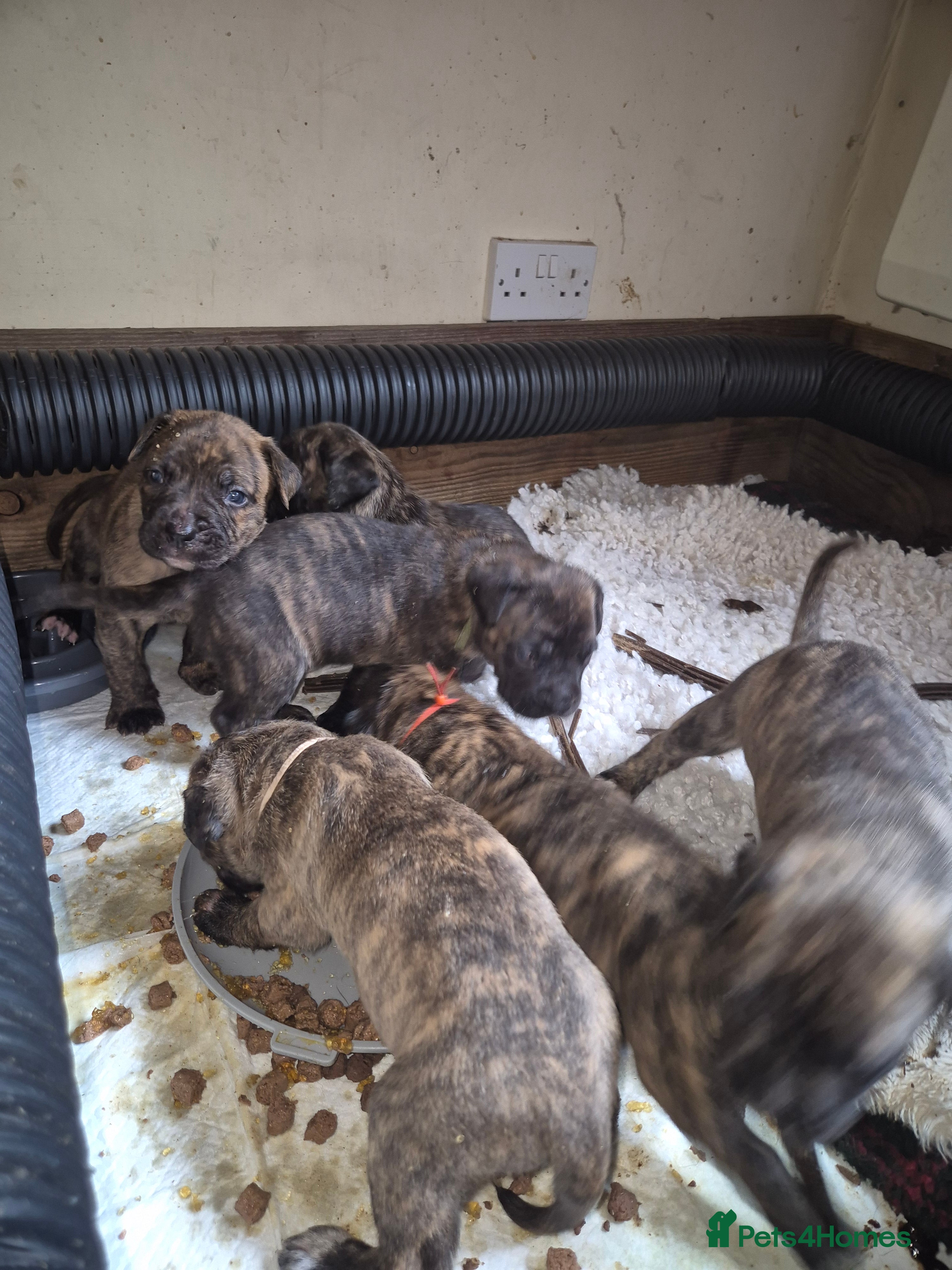 Mixed Breed dogs Beautiful Brindle Cane Corso/ Mastiff pups - Advert 2