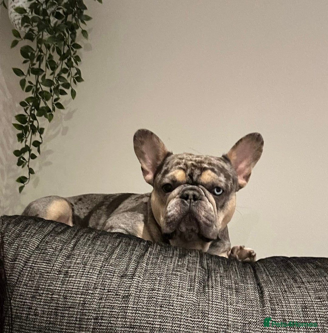 French Bulldog dogs for stud: FRENCH BULLDOG STUD FLUFFY CARRIER in Hitchin - Advert 10