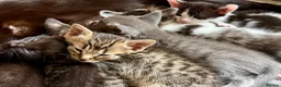 Mixed Breed cats for sale: Beautiful Litter of Playful Kittens, Siamese Cross - Advert 38