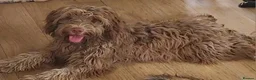 Mixed Breed dogs for sale: Beautiful Mini Australian Labradoodle  - Advert 2