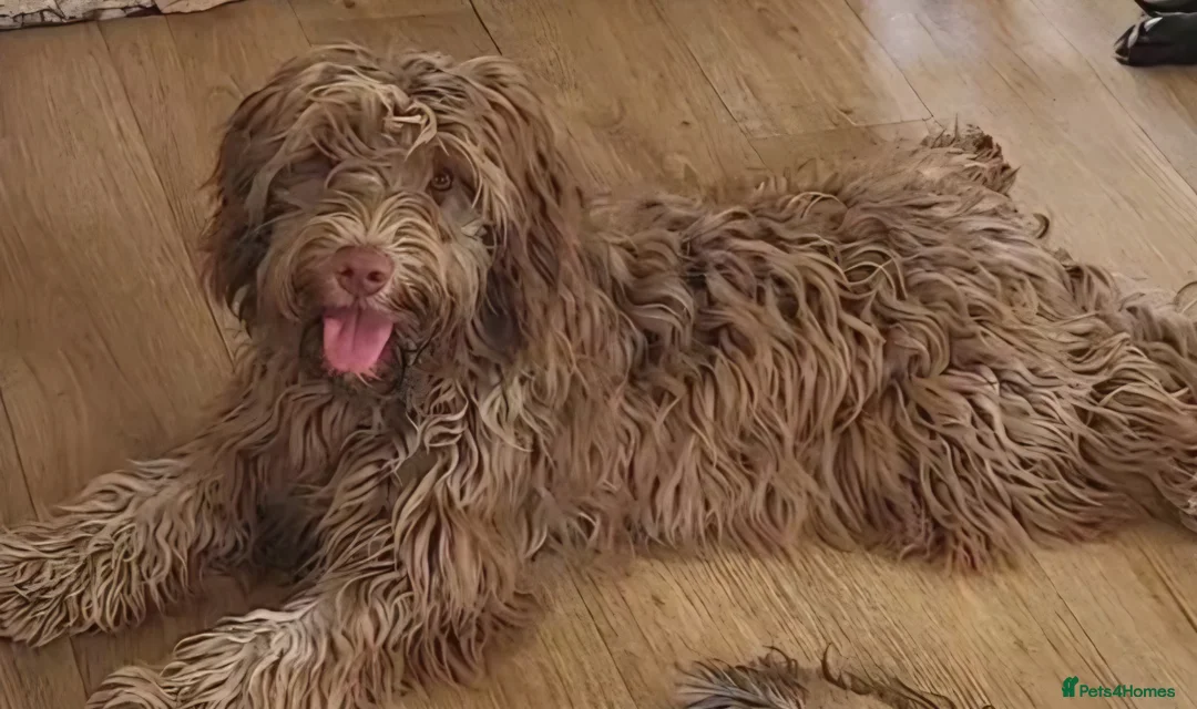 Mixed Breed dogs for sale: Beautiful Mini Australian Labradoodle  - Advert 2