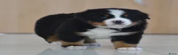 Bernese Mountain Dog dogs for sale: KC REGISTERED BERNEESE PUPPIES  - Advert 11
