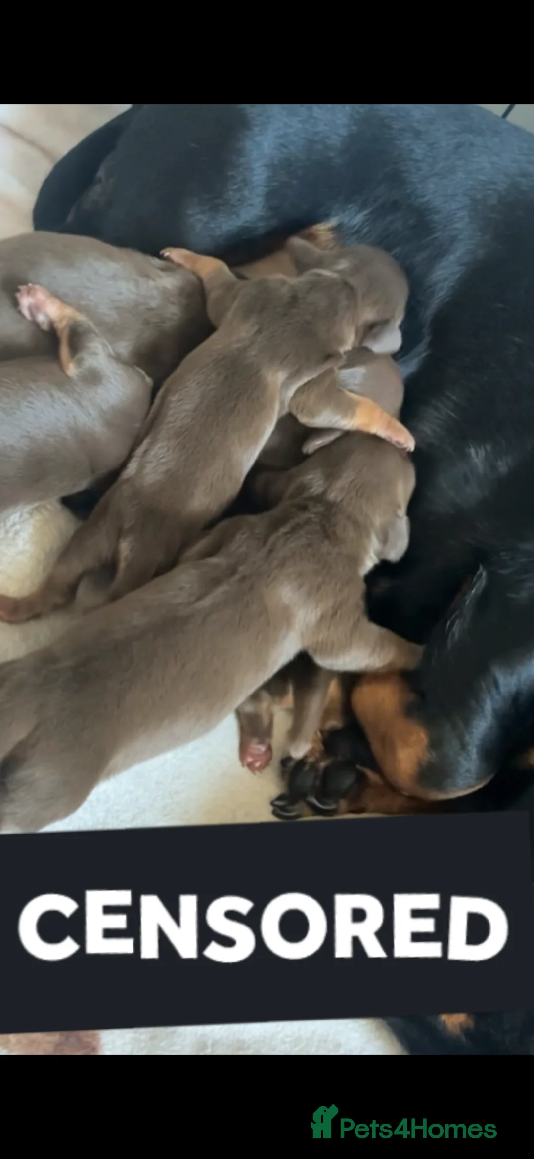 Dachshund dogs for sale: Chocolate datchounds  in Stoke-on-Trent - Advert 7