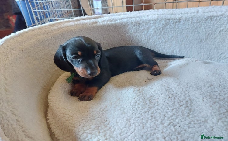 Miniature Dachshund dogs - Advert 12